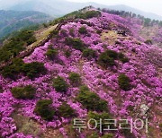 강화 '고려산진달래 축제' 취소..4월 고려산 등산로 전면 폐쇄