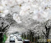 대청호 벚꽃축제, '2021 대전광역시 대표축제'에 선정