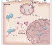 [주목! e기술] 탈모부터 흉터까지, RNAi 치료제가 뜬다