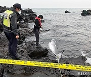제주도 해안서 밍크고래·상괭이 사체 잇단 발견