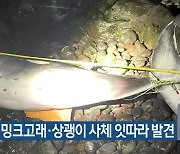 해안서 밍크고래·상괭이 사체 잇따라 발견