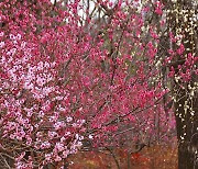[포토친구] 봄날의 아름다운 색
