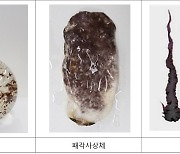 수산과학원, 현장맞춤형 김 종자 유통관리 서비스 시작