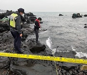 제주 해안에서 밍크고래 사체 발견.."불법 포획 흔적 없어"