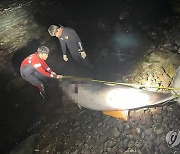 제주 해안에서 발견된 밍크고래 사체