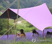 "날씨 풀렸으니 야외로 떠나볼까"..캠핑용품 수요 '쑥'