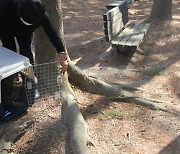 [진주24시] 진양호동물원서 구조된 수리부엉이 자연 방사