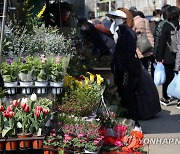 포근한 날씨, 붐비는 종로꽃시장