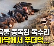 [영상] 독극물 중독서 회복..하늘로 날아오른 야생독수리 4마리