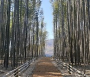 하동군, 섬진강변 대나무 숲에 산책로 2.5km 조성