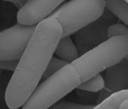 박테리아에 광나노입자 붙여 '인공광합성'한다