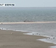 새만금수상태양광, '멸종위기종 서식지 훼손' 논란까지