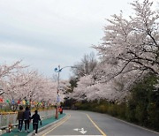 목포시, 유달산 봄 축제 전면 취소