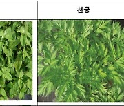 ['맛'있는 건강]봄철 약초로 일 년 건강 준비해요