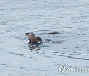 헤엄치는 수달