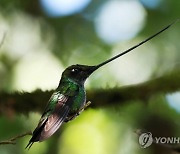 COLOMBIA ANIMALS HUMMINGBIRDS