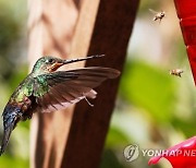 COLOMBIA ANIMALS HUMMINGBIRDS