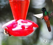 COLOMBIA ANIMALS HUMMINGBIRDS