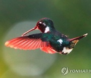 COLOMBIA ANIMALS HUMMINGBIRDS