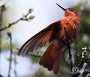 COLOMBIA ANIMALS HUMMINGBIRDS