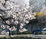 [삶과 문화] 봄술, 낮술