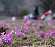 거창군 건계정, 분홍 물결 '꽃잔디' 조성으로 나들이 명소화