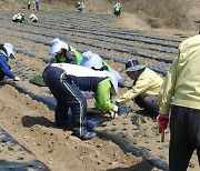 보은군, 범군민 농촌 일손 돕기 추진