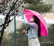 '비 오는 캠퍼스에 핀 봄꽃'