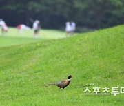 치솟는 '골프장 물가'..골퍼들은 '울상' [ST스페셜]