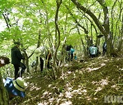 산림청, 사라지는 구상나무 숲 유전자 이력 관리로 복원