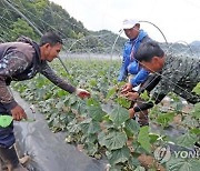 화천군 국내 체류 외국인 한시 계절근로자 도입