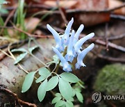 계룡산 현호색 '예쁘지요'