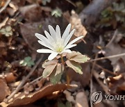 계룡산에 핀 '꿩의바람꽃'