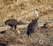 강원 고성서 포착된 흑두루미