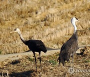 강원 고성서 포착된 흑두루미