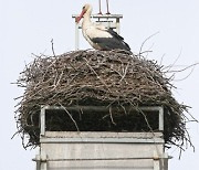 POLAND ANIMALS STORKS