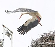 POLAND ANIMALS STORKS