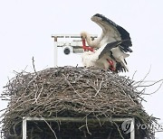 POLAND ANIMALS STORKS