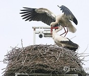 POLAND ANIMALS STORKS