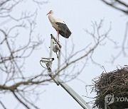 POLAND ANIMALS STORKS