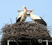 POLAND ANIMALS STORKS