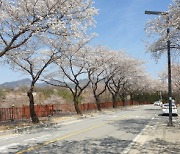 제천시, 벚꽃 개화기 청풍면 물태리 일원 행정명령 발령