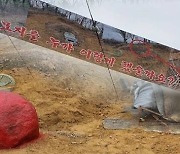 '궁금한 이야기 Y' 감쪽같이 사라진 산소..무속인 "원한 가진 사람의 소행일 것"