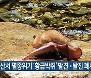 무등산서 멸종위기 '황금박쥐' 발견..탈진 폐사