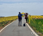 노랗게 물든 수선화의 섬..신안 선도