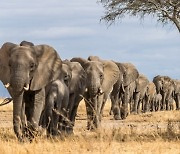 인간·밀렵에 쫓기는 코끼리..자연 서식지 17%에 불과