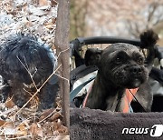 [가족의 발견(犬)] 버린 주인 찾아 홀로 8km을 헤맨 마루