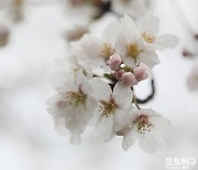 [포토친구] 벚꽃