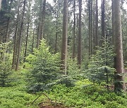 기후위기, '검은숲의 나라' 독일의 나무 사용법에 해법 있다