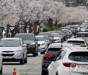 비 쏟아진다고 해도 몰려든 상춘객들